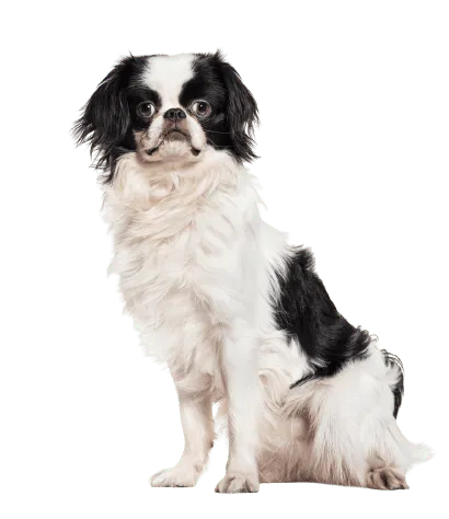 Japanese Chin (1)