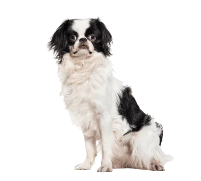 Japanese Chin (1)