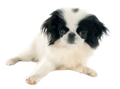 Japanese Chin (3)