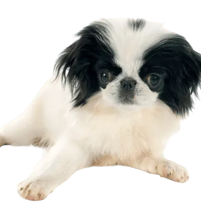 Japanese Chin (3)