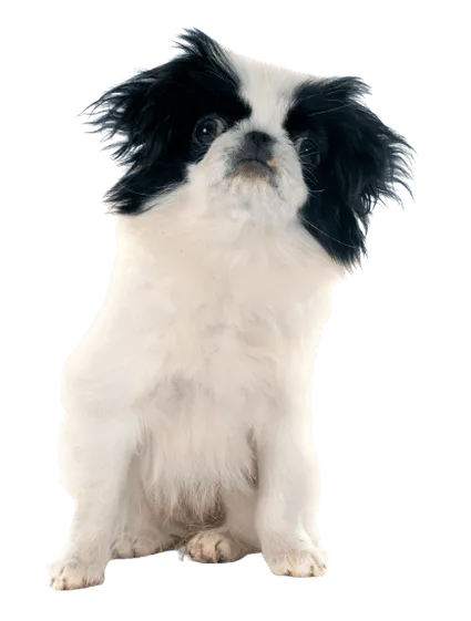 Japanese Chin (5)