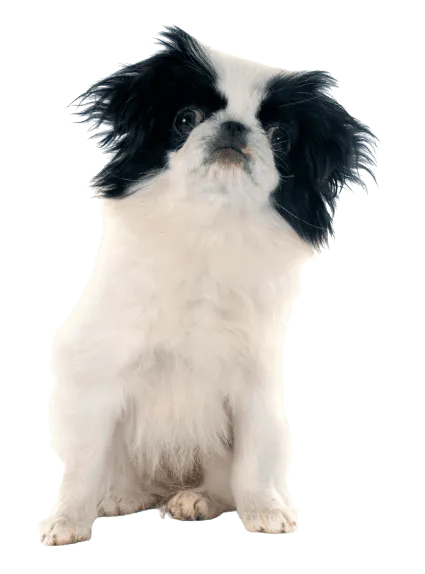 Japanese Chin (5)