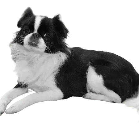 Japanese Chin