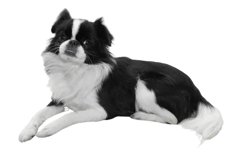 Japanese Chin
