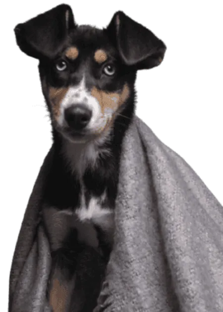 Japanischer Terrier