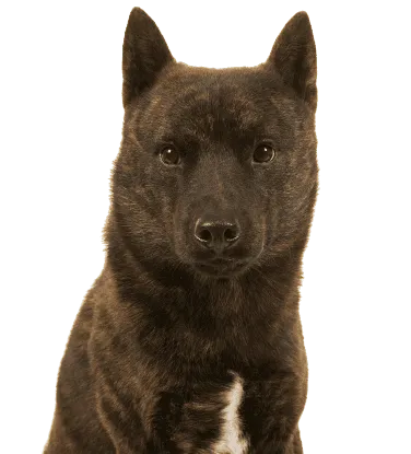 Kai Ken