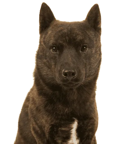 Kai Ken
