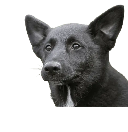 Kanaan Hund