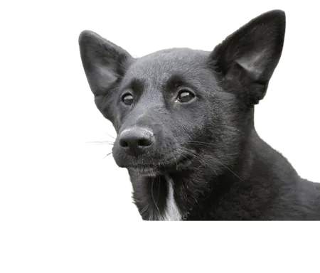 Kanaan Hund