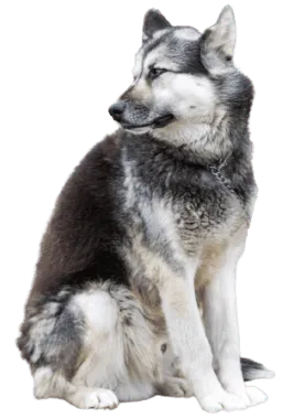 Kanadischer Eskimohund