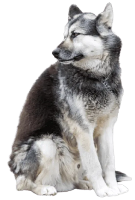Kanadischer Eskimohund