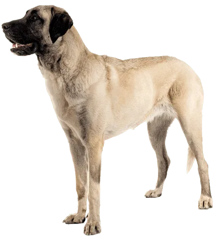 Kangal-Hirtenhund