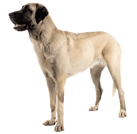 Kangal-Hirtenhund