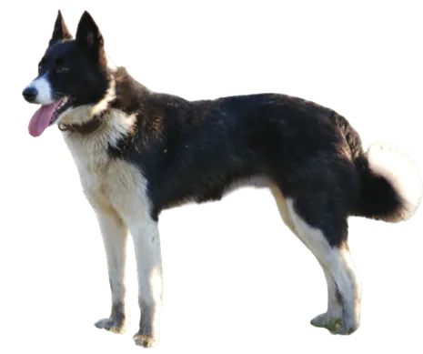 Karelischer Bärenhund