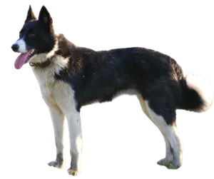 Karelischer Bärenhund
