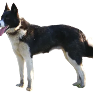 Karelischer Bärenhund