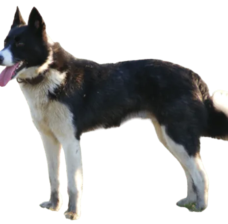 Karelischer Bärenhund