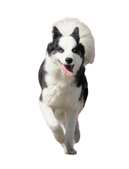 Karelischer Bärenhund