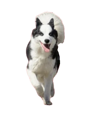 Karelischer Bärenhund