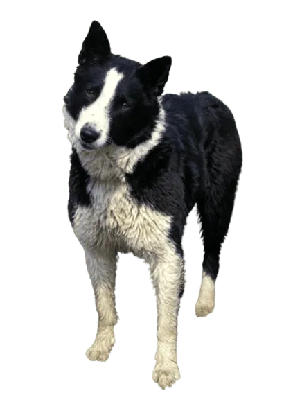 Karelischer Bärenhund