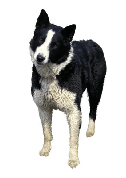 Karelischer Bärenhund