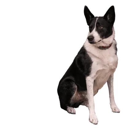 Karelischer Bärenhund