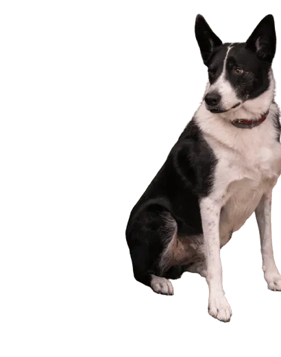 Karelischer Bärenhund