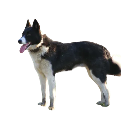 Karelischer Bärenhund