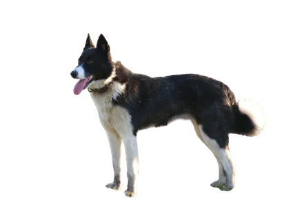 Karelischer Bärenhund