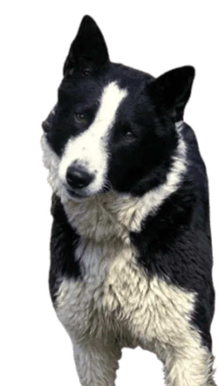 Karelischer Bärenhund