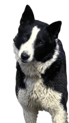 Karelischer Bärenhund