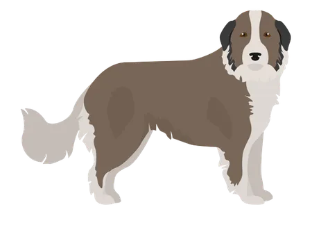 Karst-Schäferhund