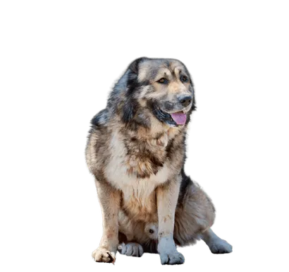 Kaukasischer Owtscharka Bild 5