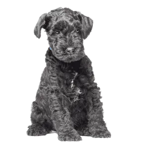 Kerry Blue Terrier