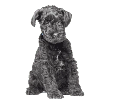 Kerry Blue Terrier