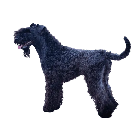 Kerry Blue Terrier