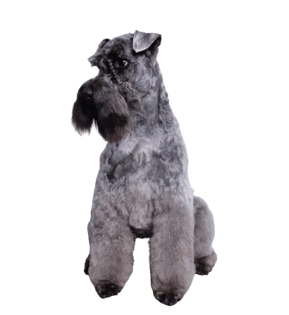 Kerry Blue Terrier