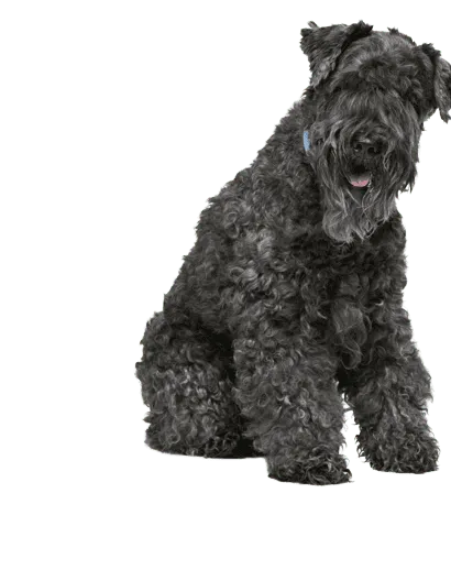 Kerry Blue Terrier