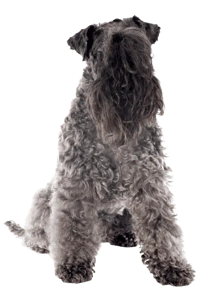 Kerry Blue Terrier