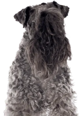 Kerry Blue Terrier