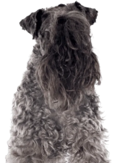 Kerry Blue Terrier