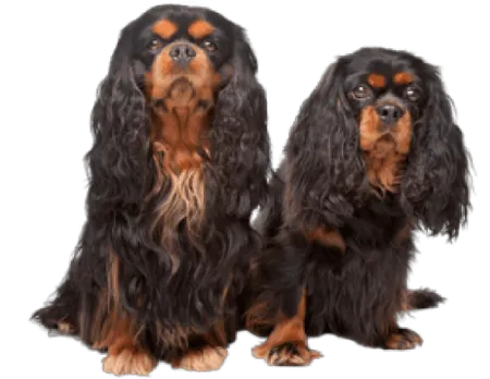 King Charles Spaniel