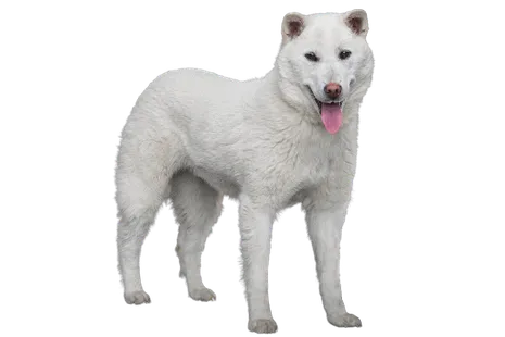 Kishu (3)