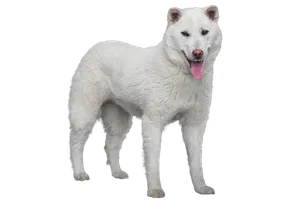 Kishu (3)