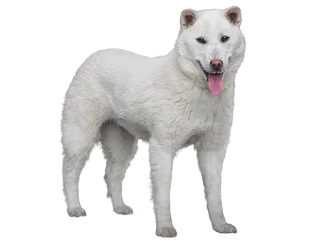 Kishu (3)