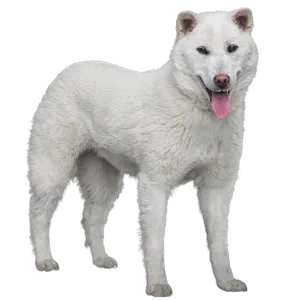 Kishu (3)
