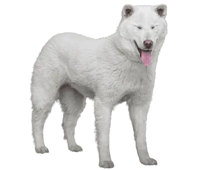Kishu (4)