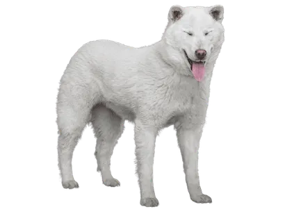 Kishu (4)