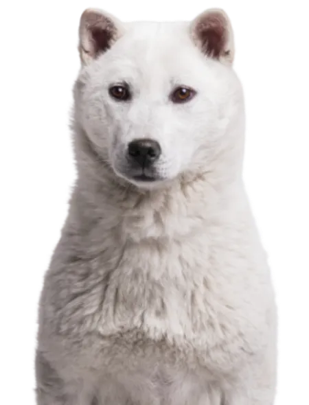 Kishu