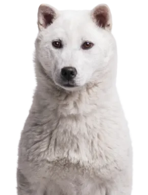 Kishu